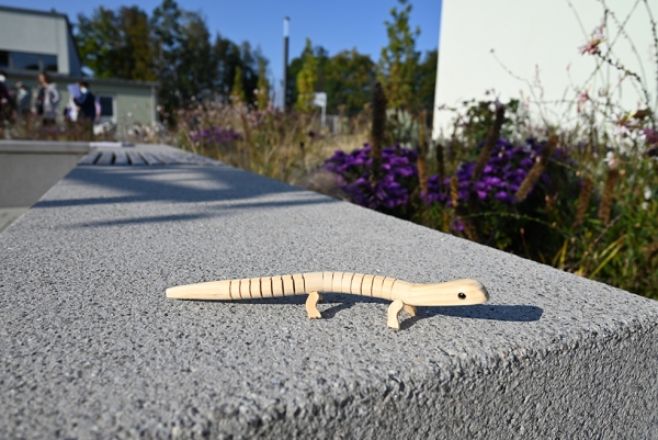 Holzeidechse im Schulhof